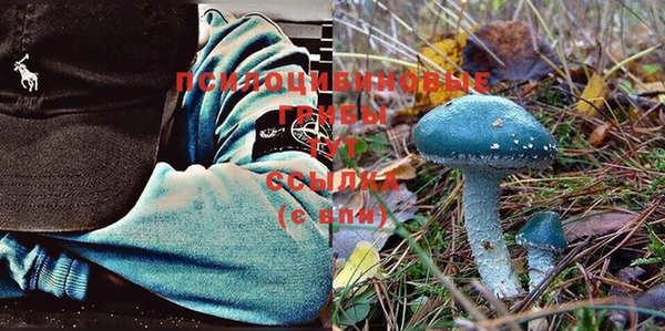 шишки Абаза